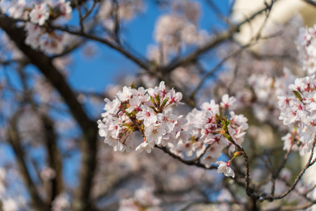 2023年4月2日　膳所公園の桜