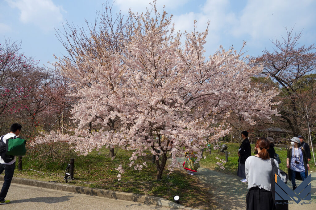 2018年3月25日　京都　植物園　桜