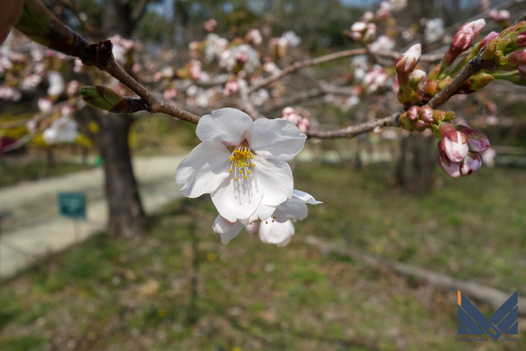 2018年3月25日　京都　植物園　梅