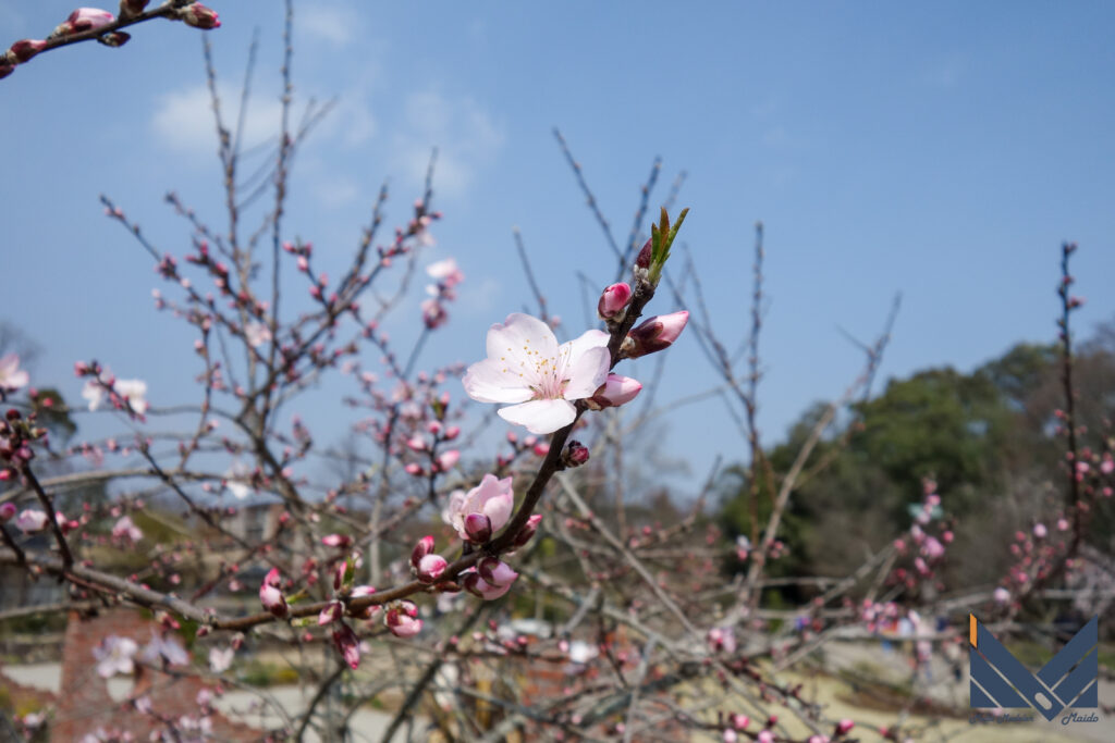 2018年3月25日　京都　植物園　梅