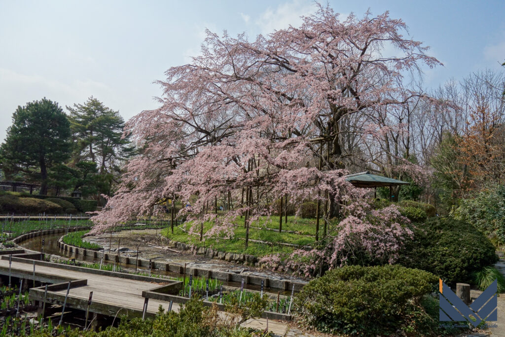 2018年3月25日　京都　植物園　花